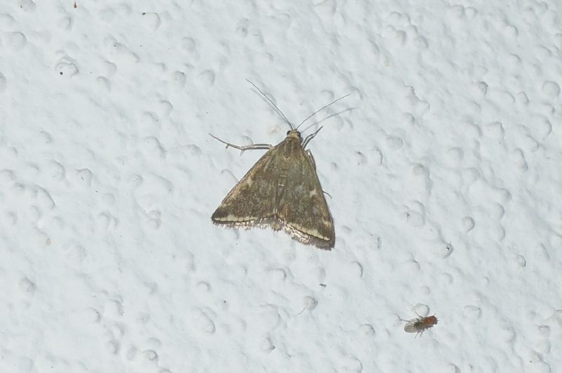 Loxostege sticticalis ?? - S, con Pyrausta despicata
